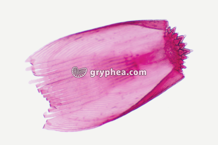 Ecaille de poisson type cténoïde x10 - gryphea.org